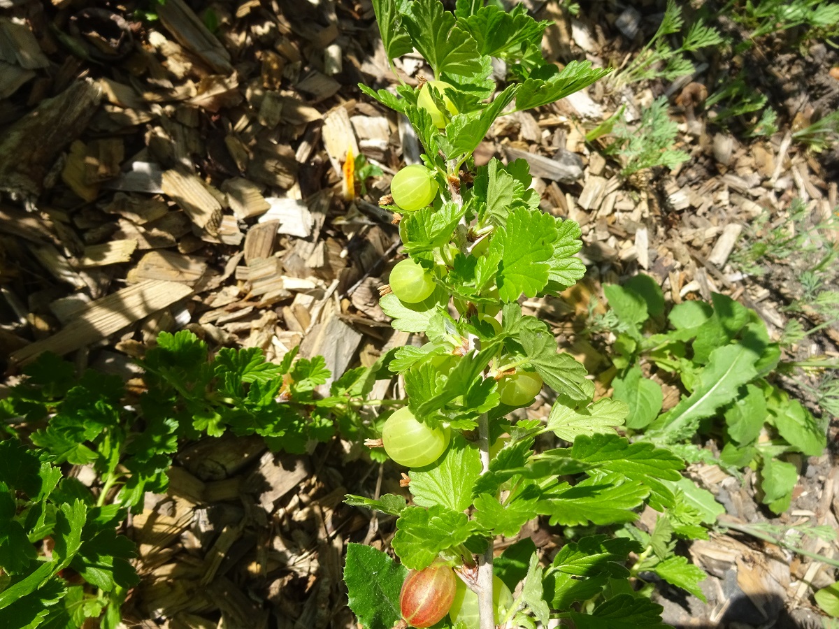 Ribes uva-crispa (Grossulariaceae)